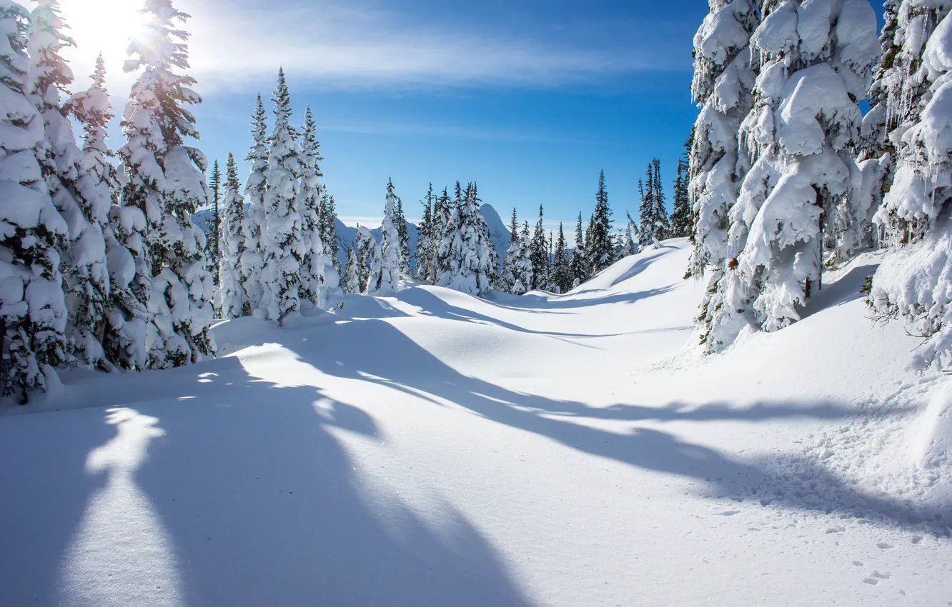 Photo wallpaper winter, snow, trees, Canada, British Columbia