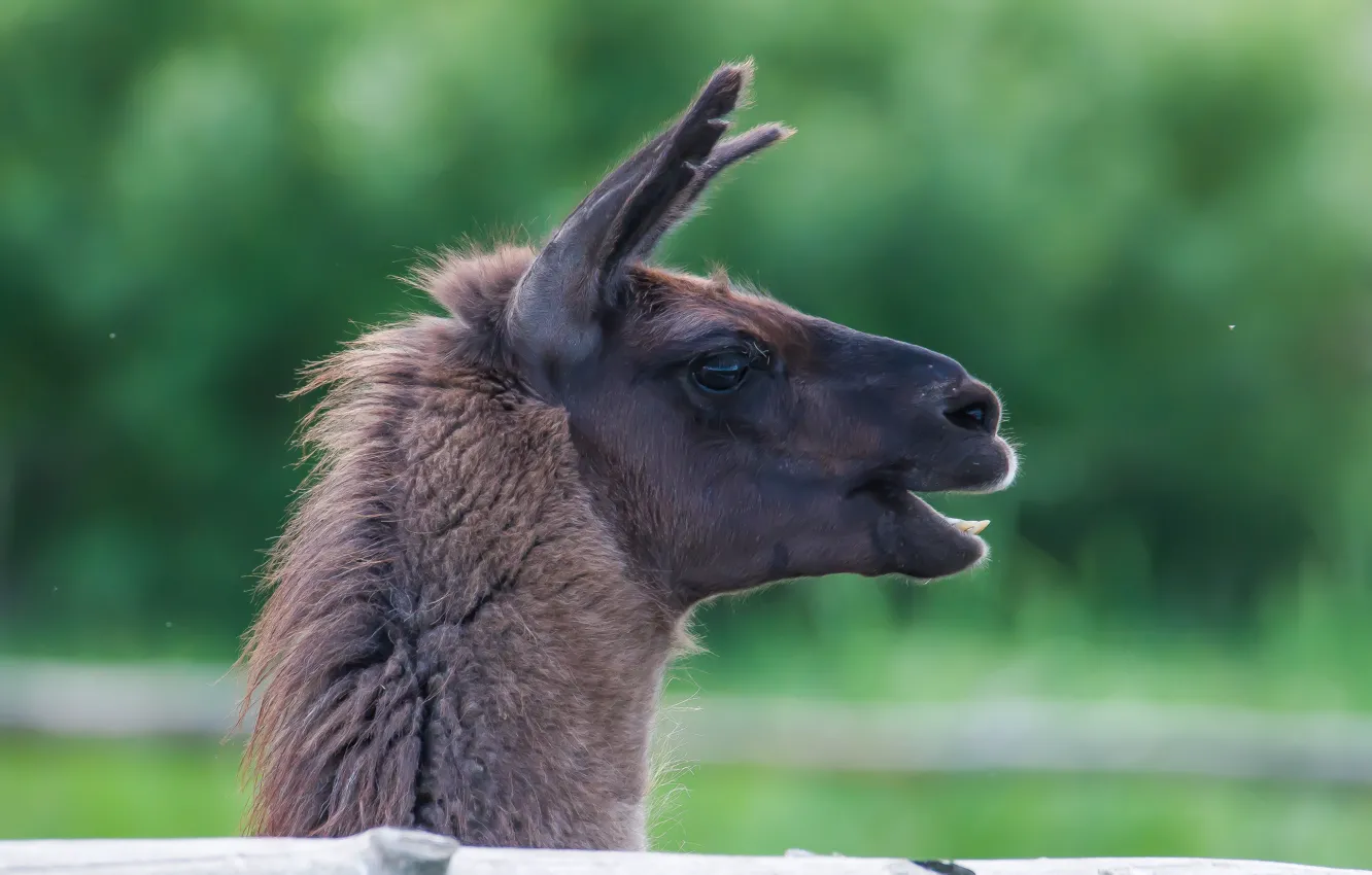 Photo wallpaper smile, animal, teeth, zoo, Lama