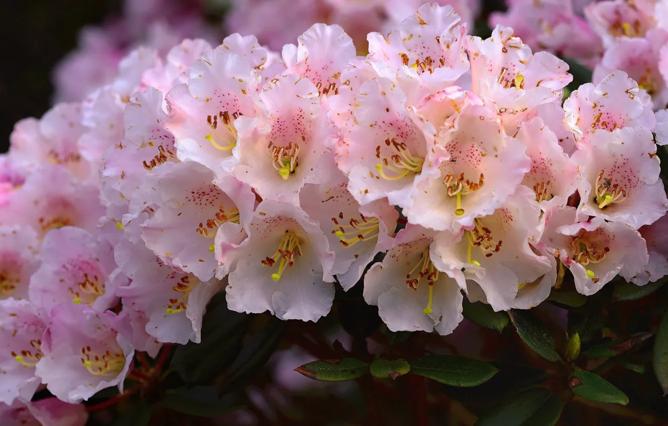 Photo wallpaper flowers, pink, a lot, Azalea, rhododendrons
