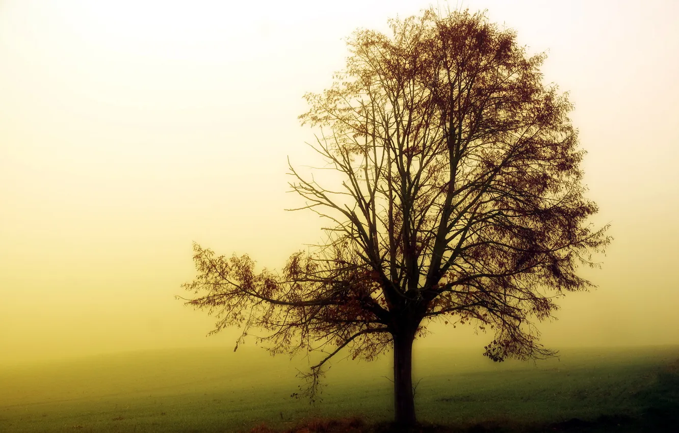 Photo wallpaper trees, nature, fog