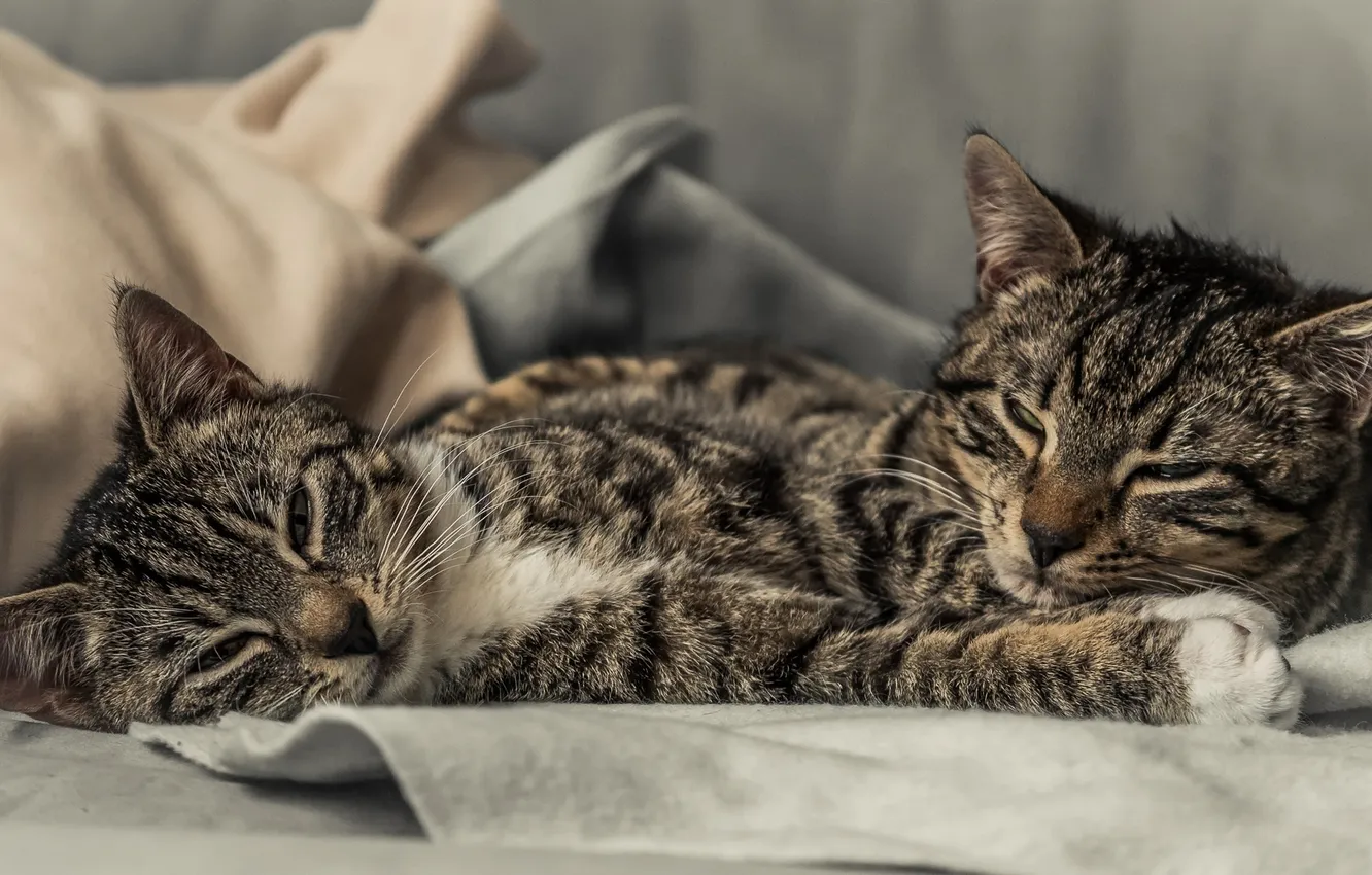 Photo wallpaper cat, kitty, a couple