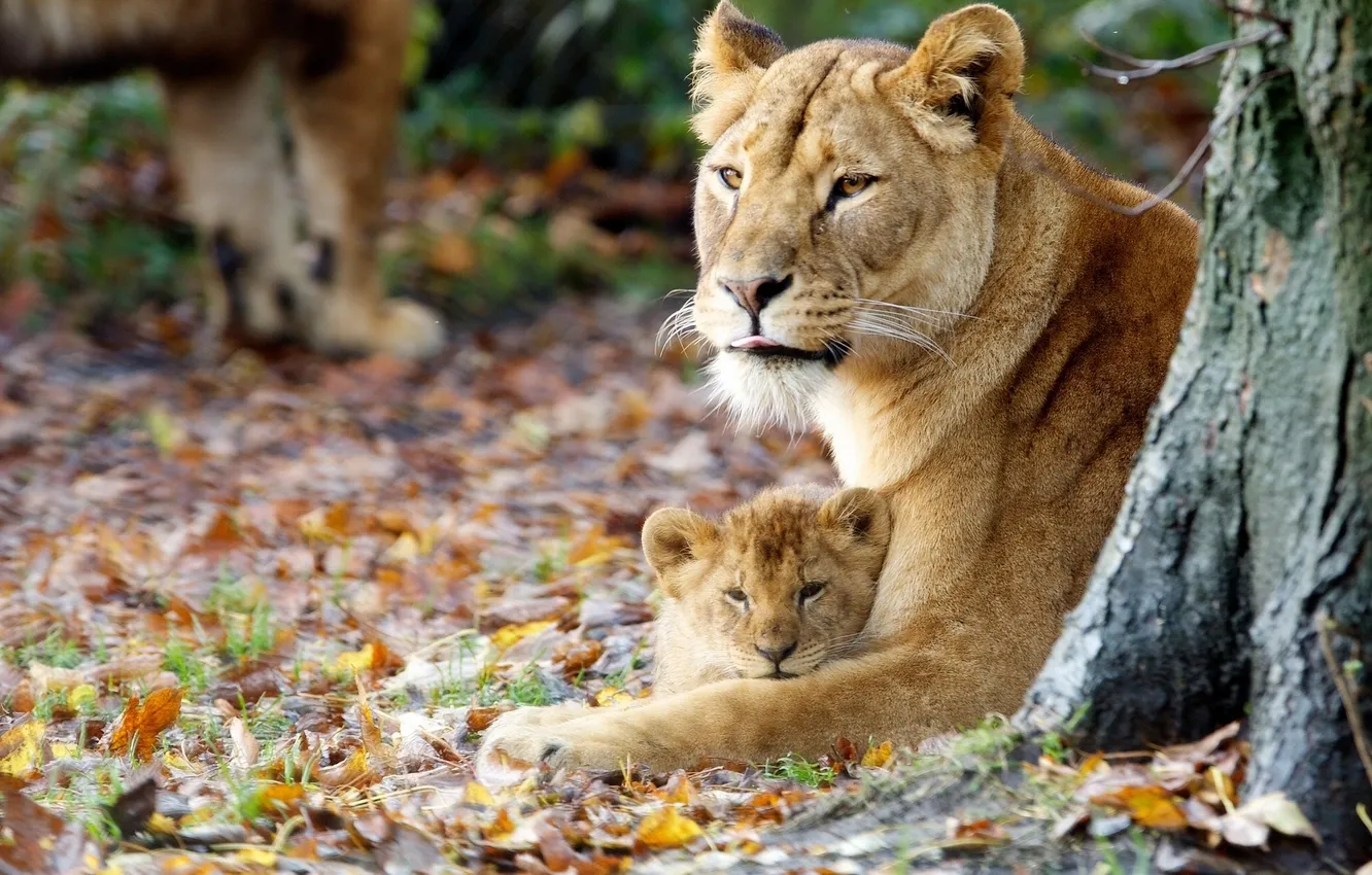 Photo wallpaper autumn, lioness, lion, motherhood