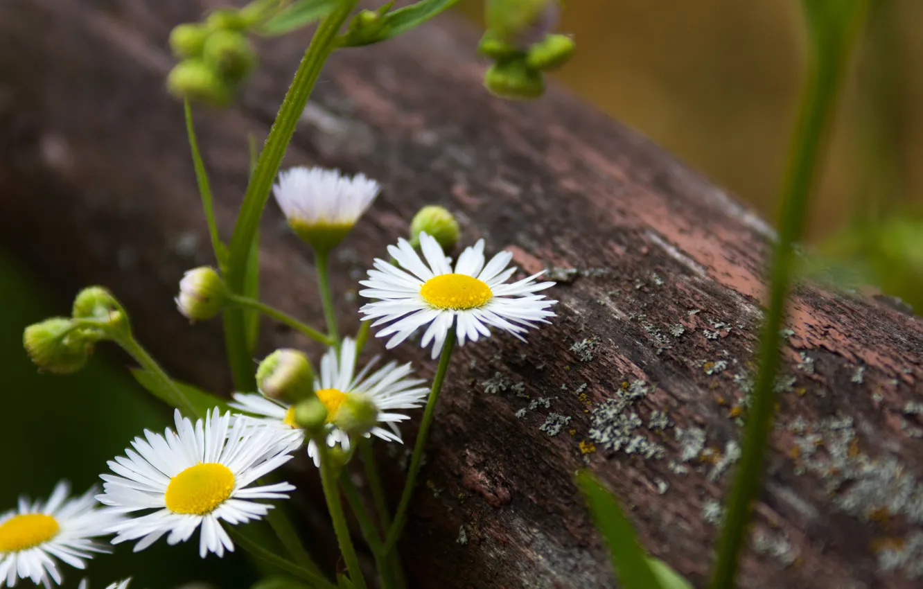 Photo wallpaper flower, nature, photo