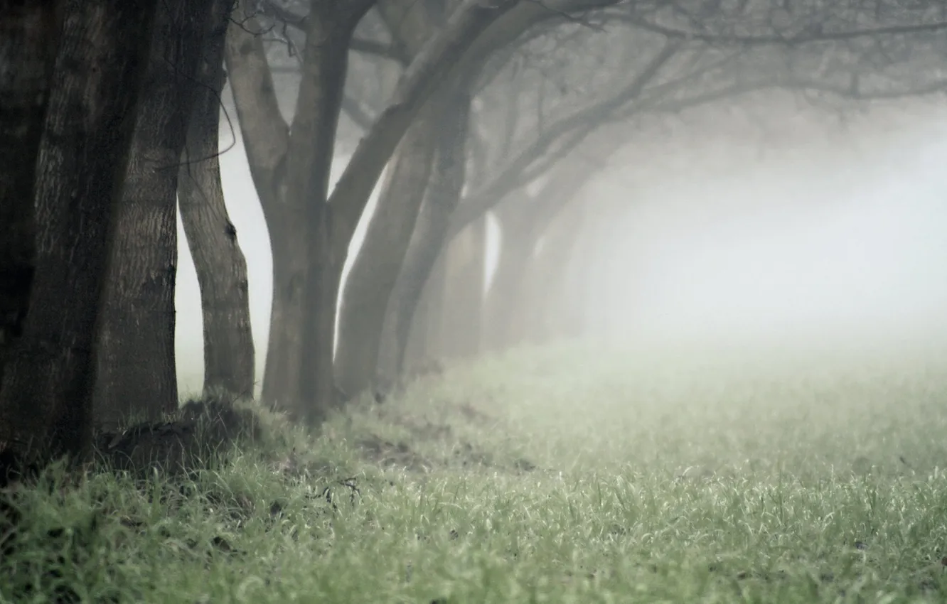 Photo wallpaper grass, trees, nature, tree, beauty, haze, forest, places