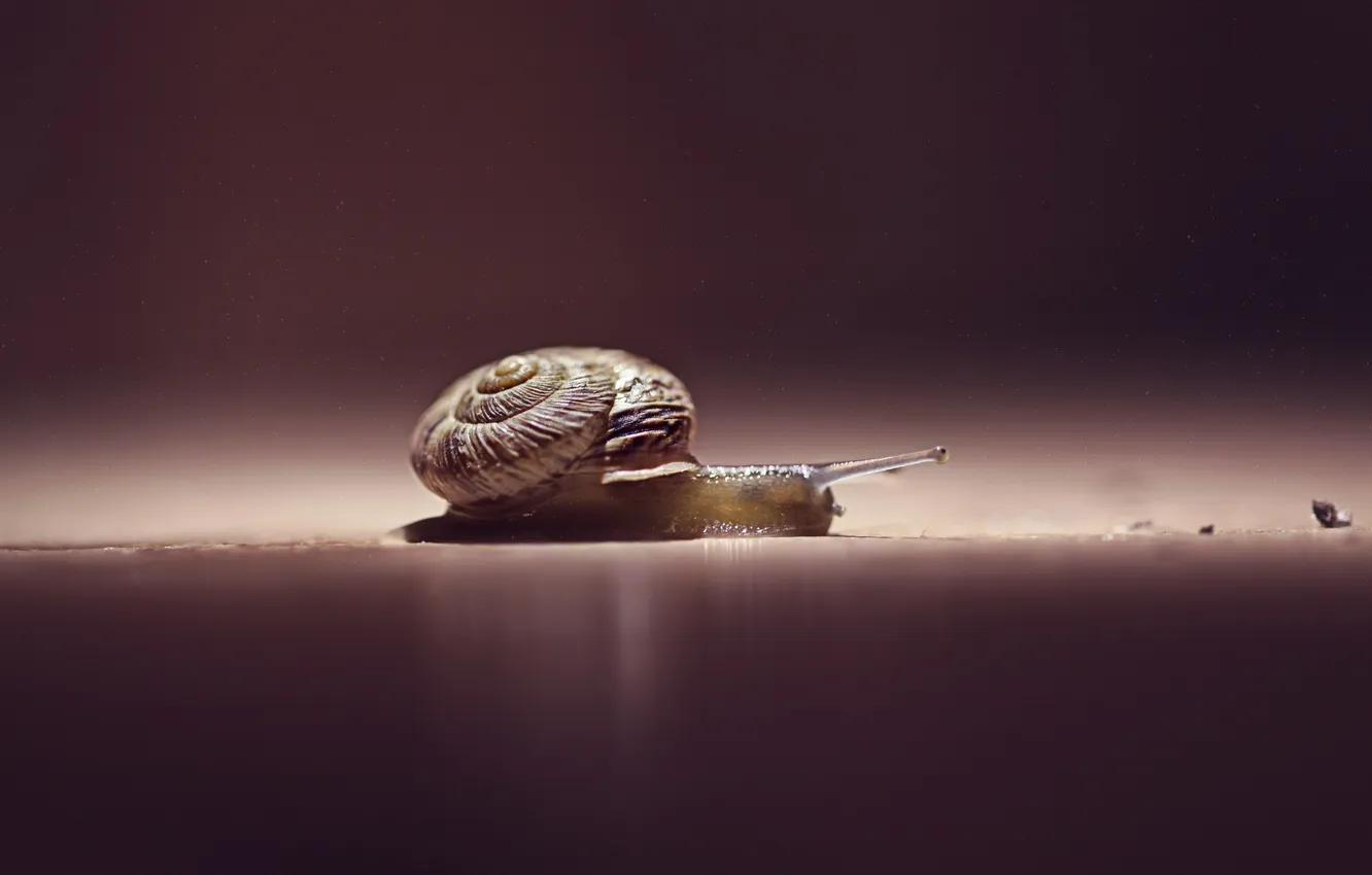 Photo wallpaper nature, background, snail