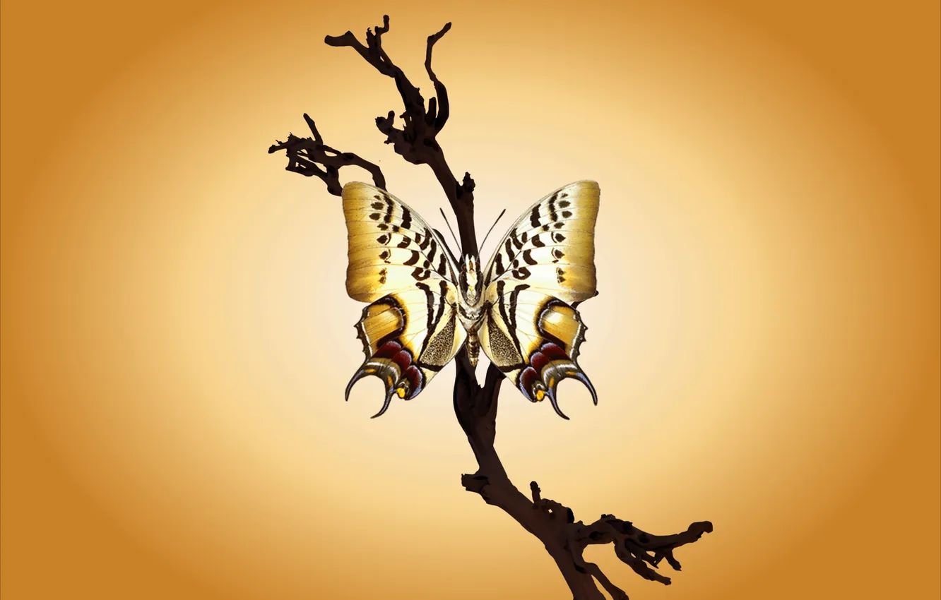 Photo wallpaper butterfly, branch, gradient
