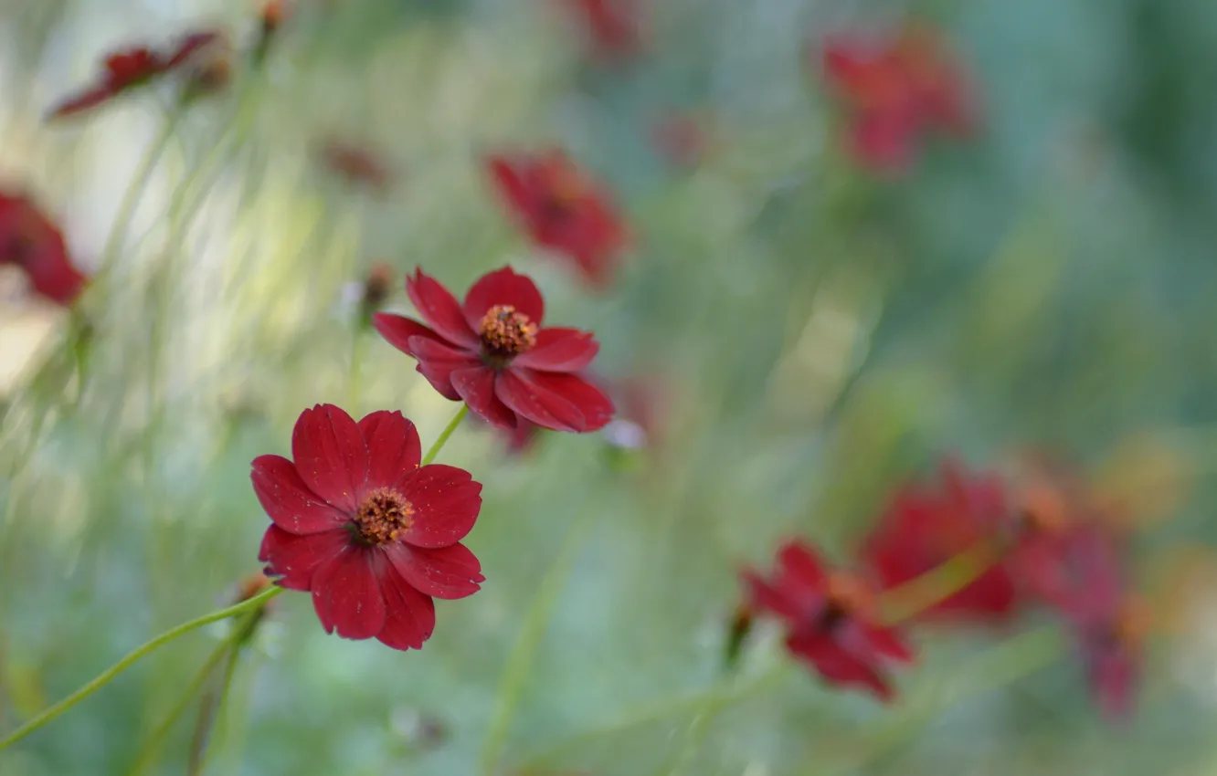Photo wallpaper flowers, cosmos, chocolate cosmos, raspberry chocolate, Botanical Garden