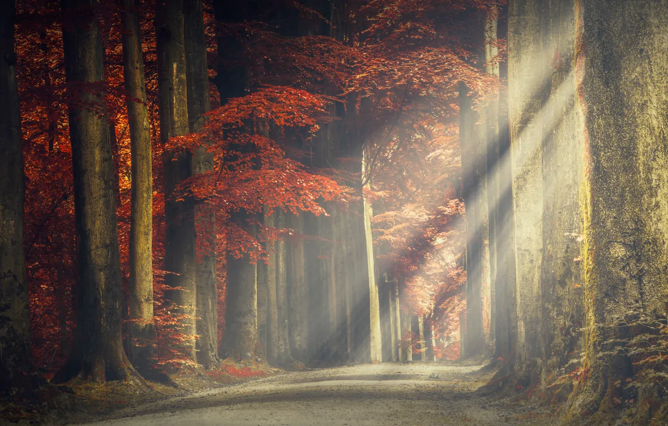 Photo wallpaper road, forest, trees, rays of light, leaves