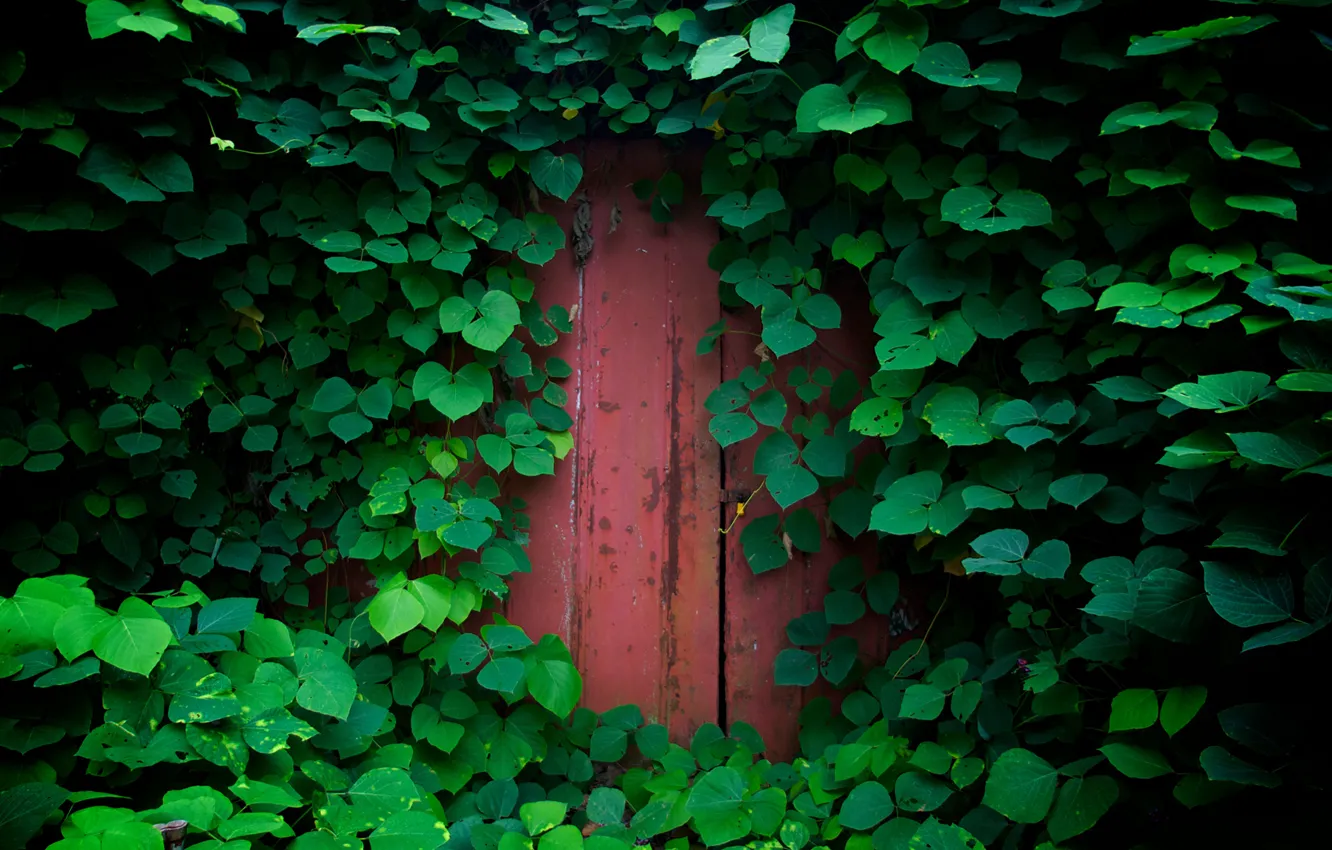 Photo wallpaper greens, leaves, nature, foliage, plants, the door