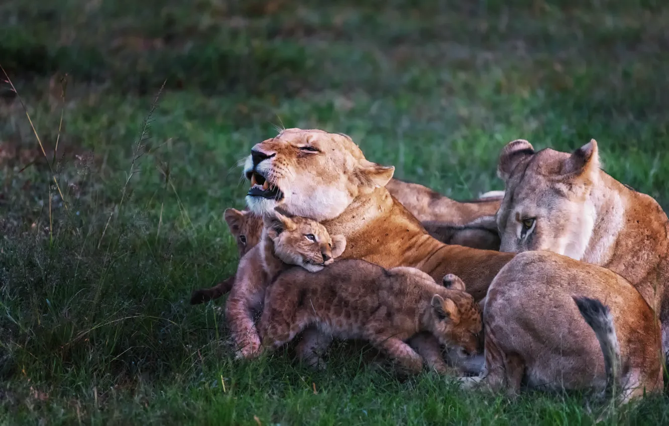 Photo wallpaper nature, lions, Family story