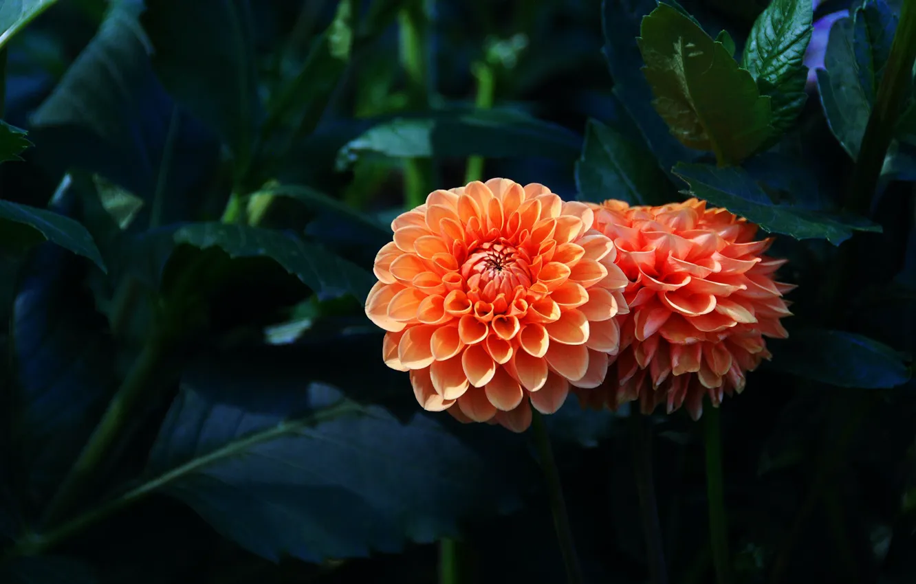 Photo wallpaper leaves, orange, the dark background, garden, Duo, dahlias