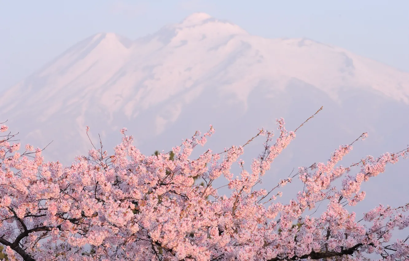 Photo wallpaper mountains, pink, cherry blossoms