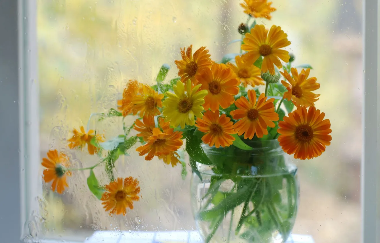 Photo wallpaper glass, Rosa, Bank, calendula