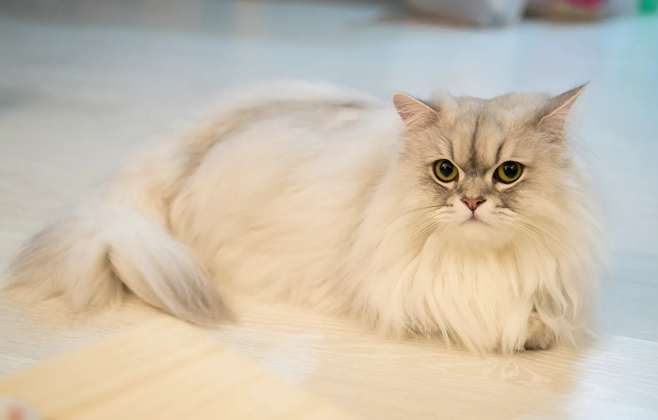 Photo wallpaper cat, cat, look, portrait, floor, lies, white, fluffy