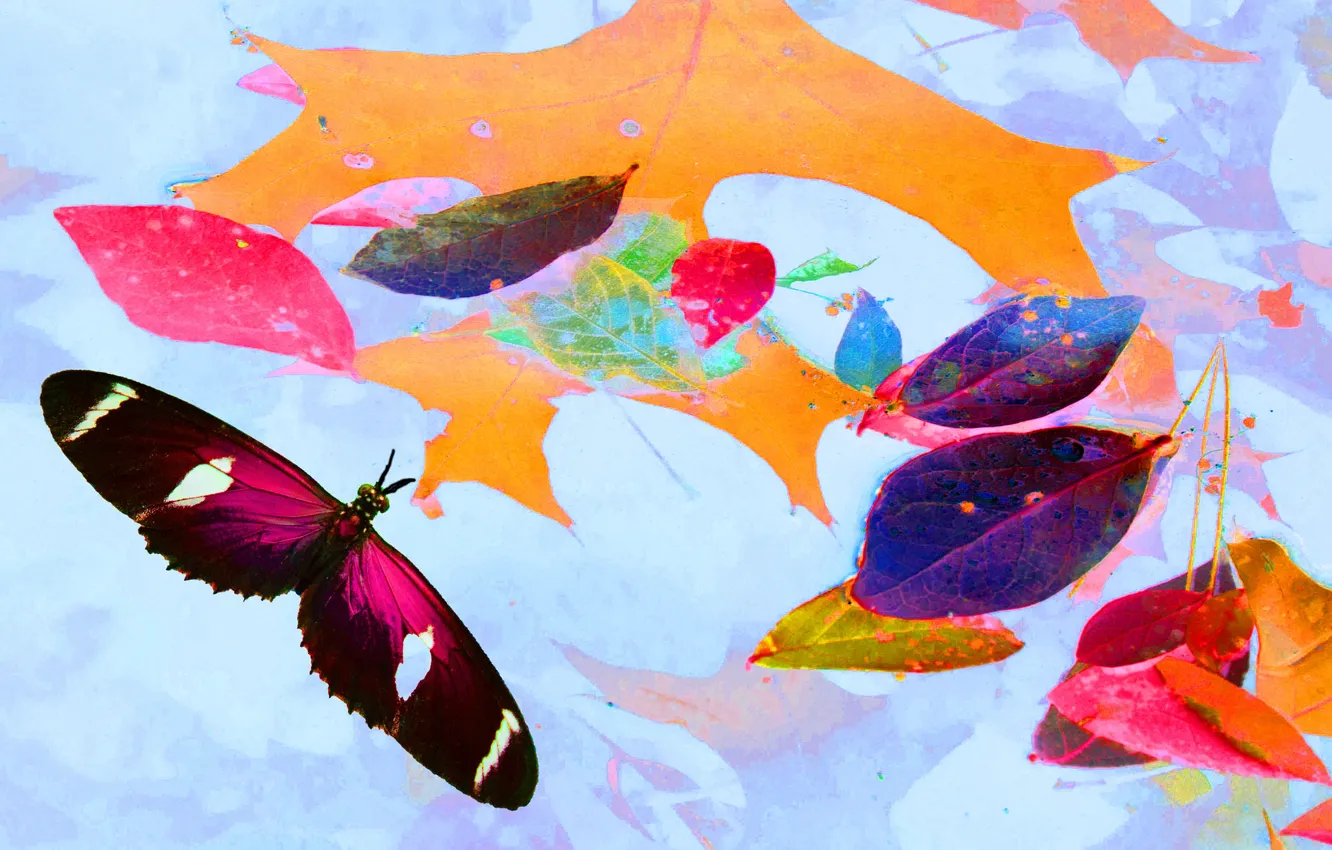 Photo wallpaper autumn, leaves, collage, butterfly, paint, wings