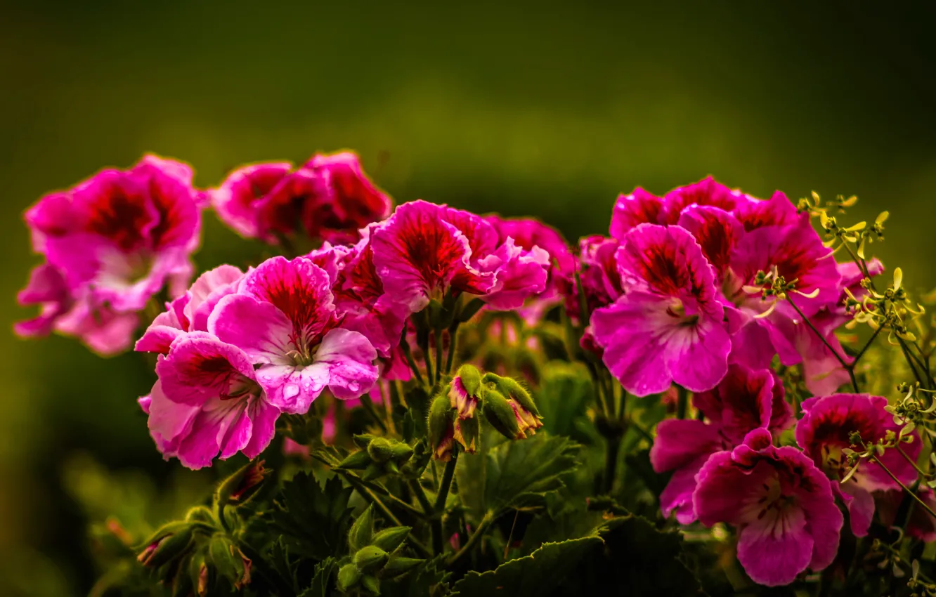 Photo wallpaper nature, plant, petals, garden