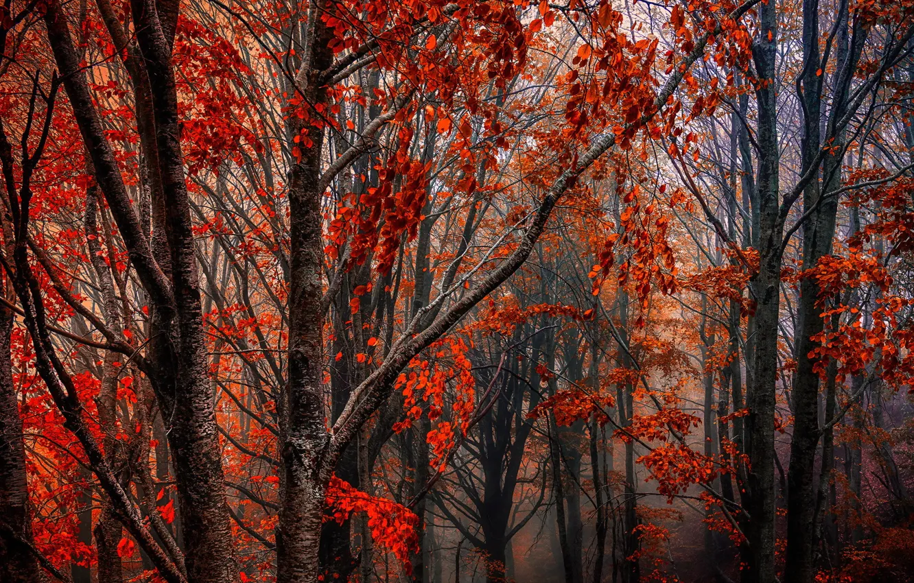 Photo wallpaper autumn, forest, nature