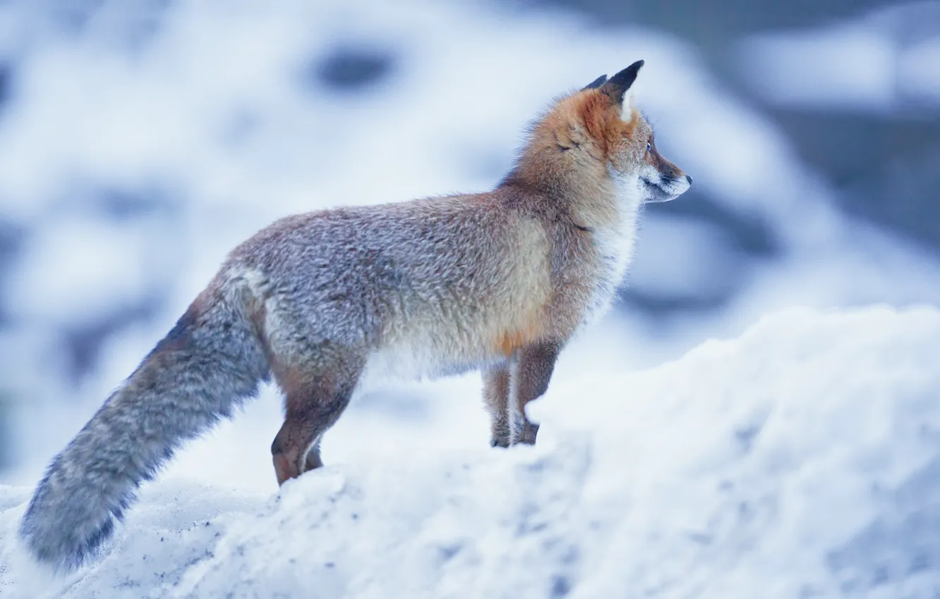 Photo wallpaper snow, Fox, red, bokeh