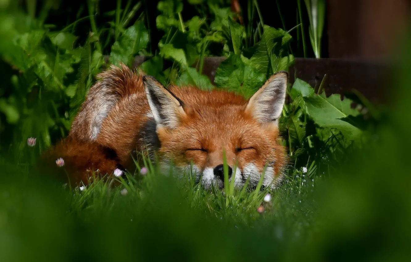 Photo wallpaper grass, face, sleep, Fox, red, sleeping