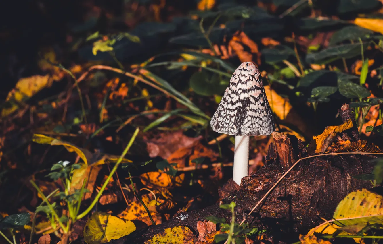 Photo wallpaper autumn, leaves, light, nature, the dark background, foliage, mushroom, log