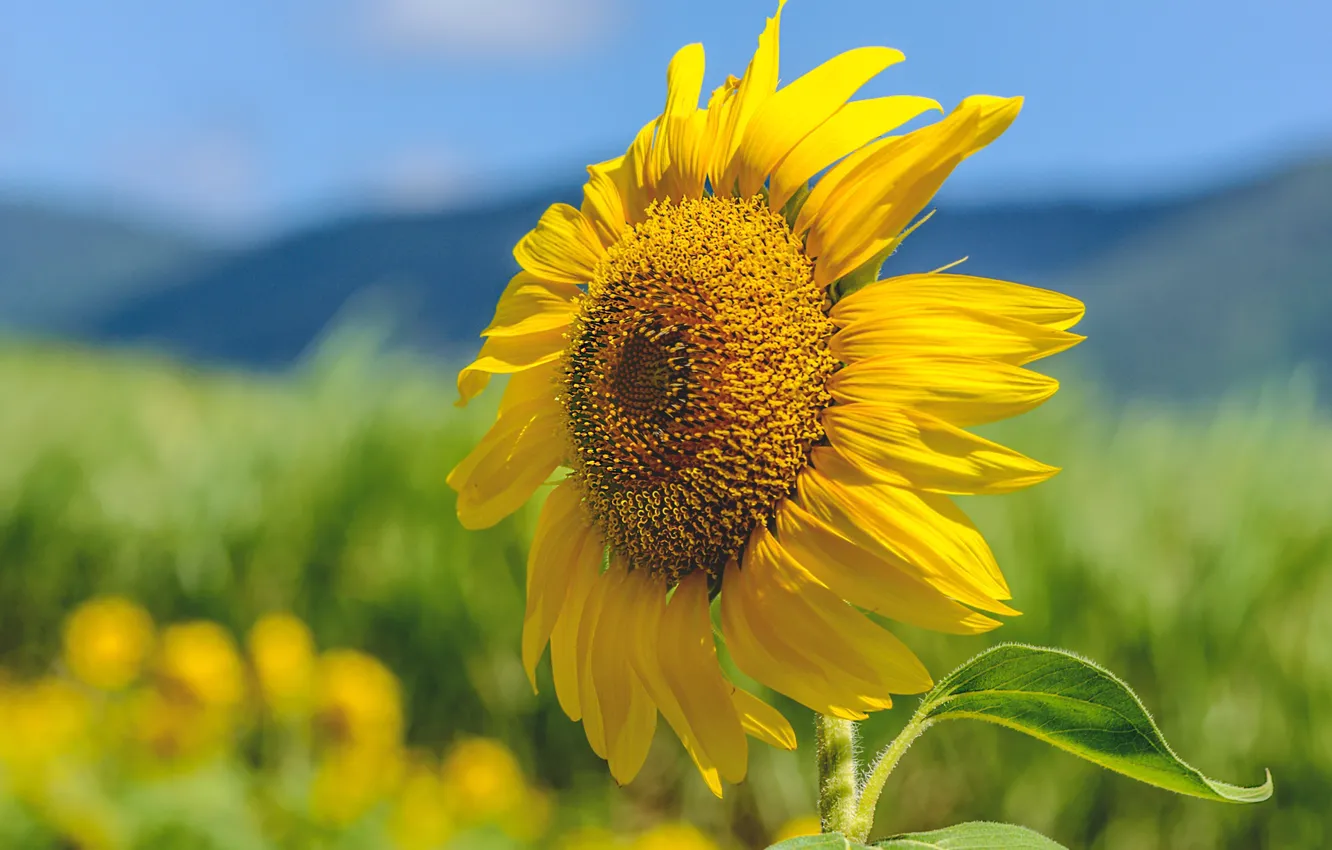 Photo wallpaper sunflower, petals, the sun, bokeh