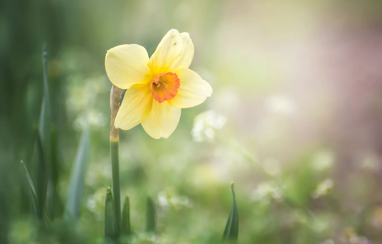 Photo wallpaper macro, flowers, nature, spring, daffodils