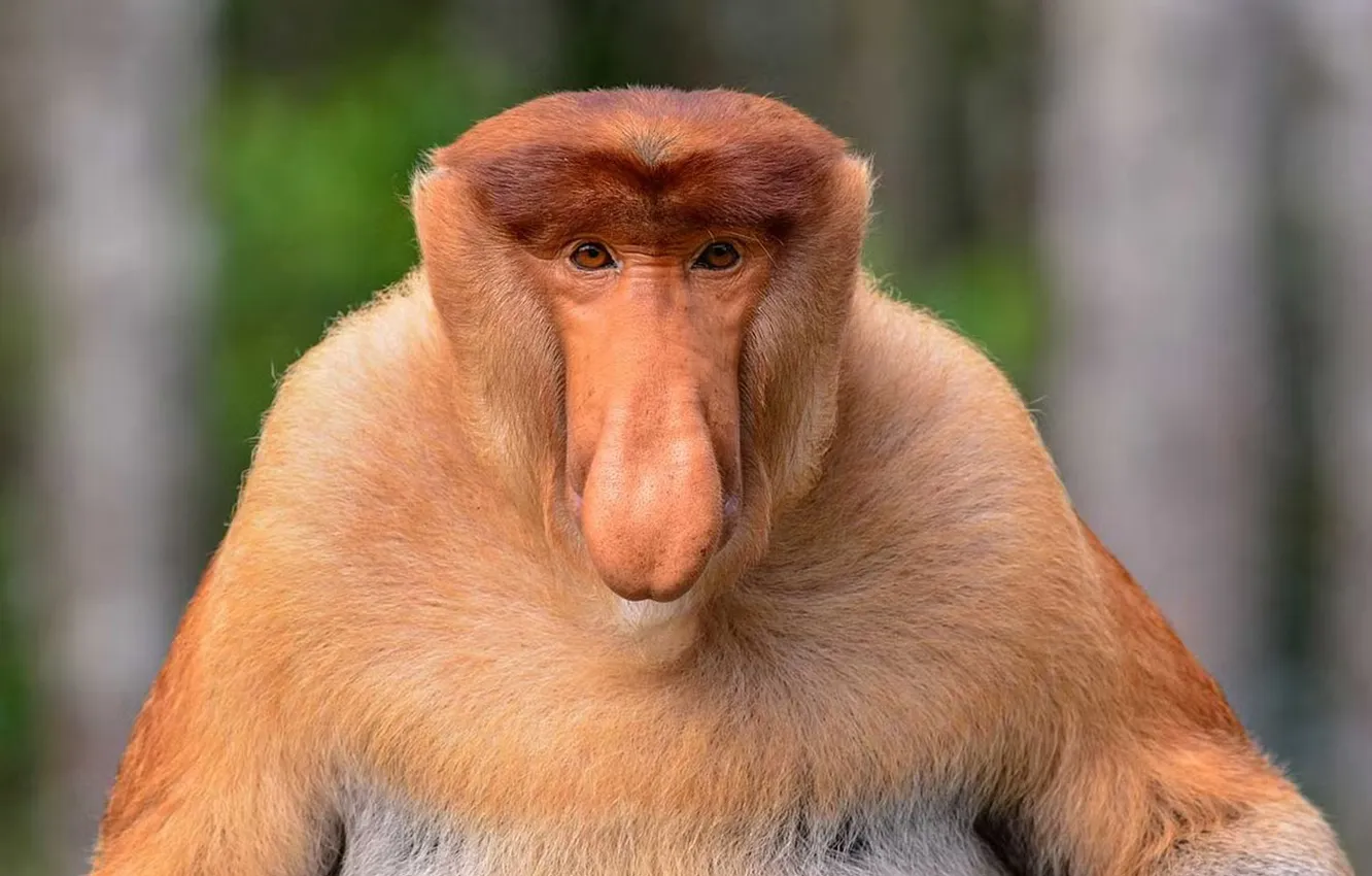 Photo wallpaper monkey, animal, proboscis, Nasalis larvatus