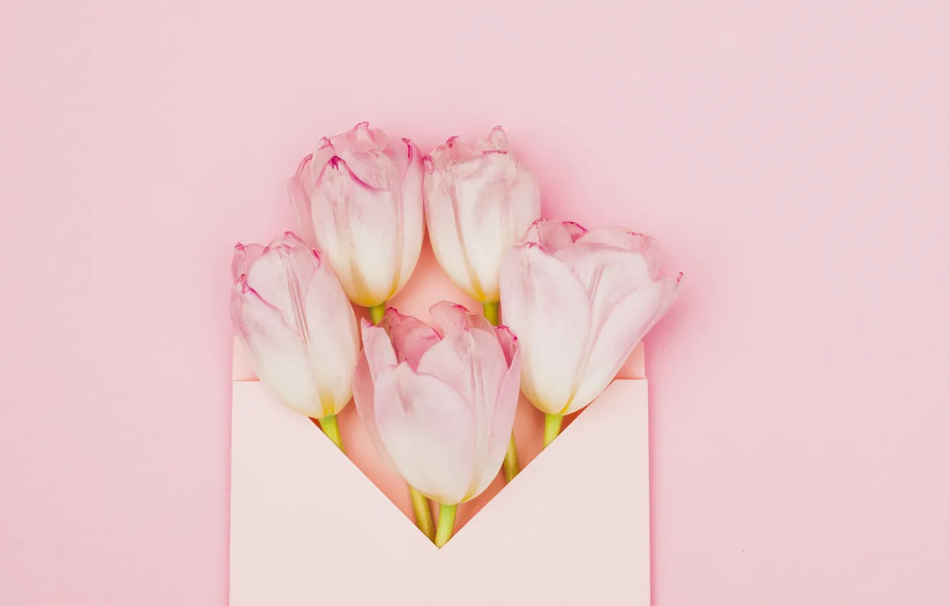 Photo wallpaper flowers, background, pink, tulips, the envelope