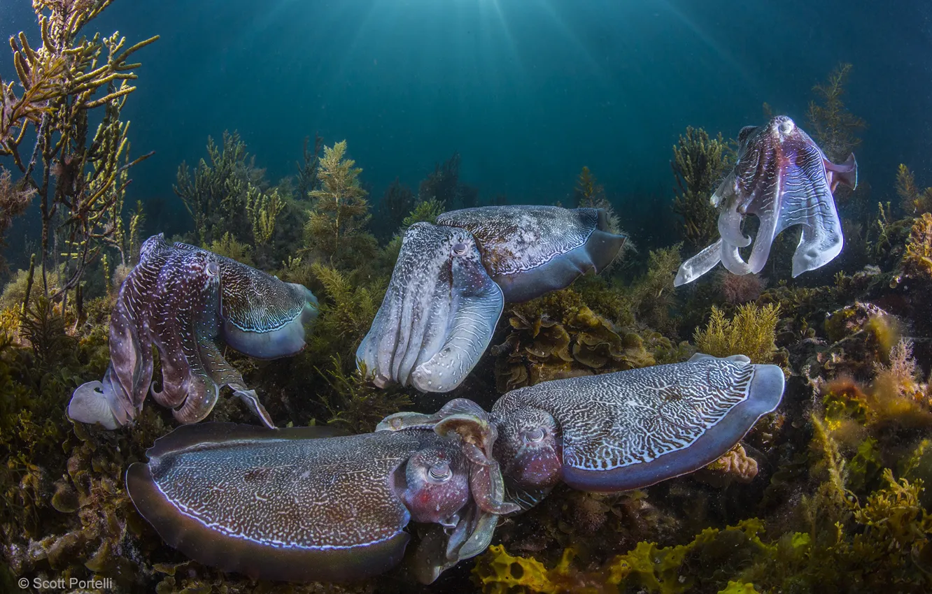 Photo wallpaper wildlife, squid, Seabed