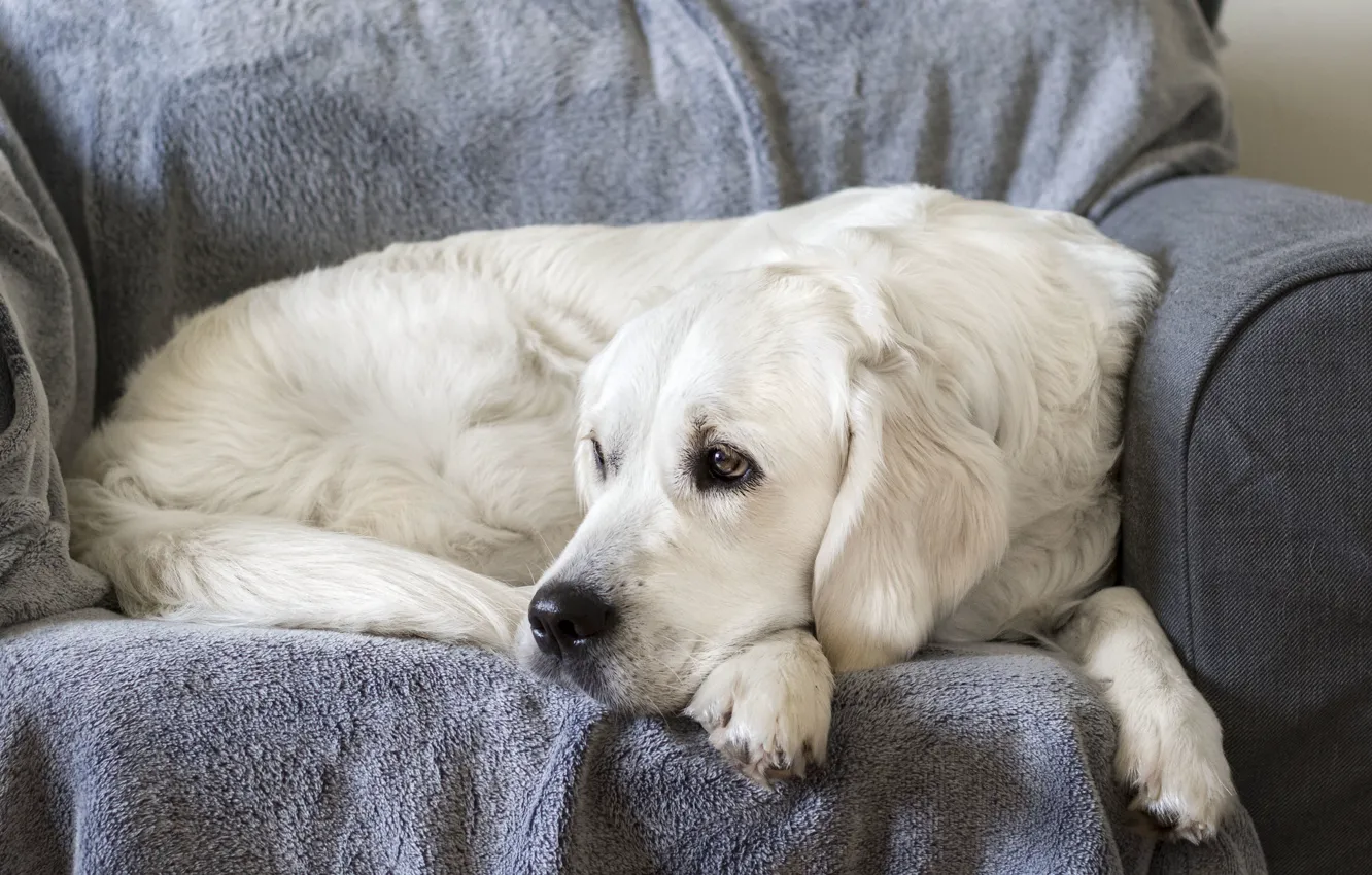 Photo wallpaper comfort, each, home, dog