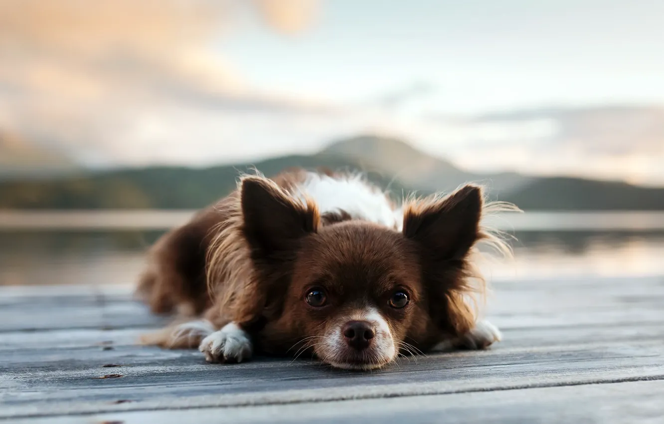 Photo wallpaper look, background, each, dog