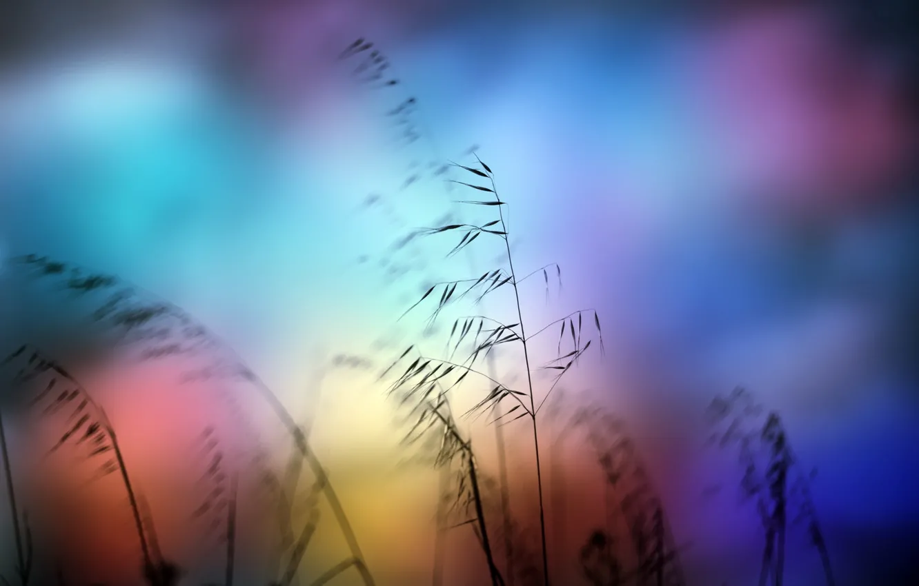 Photo wallpaper grass, nature, color