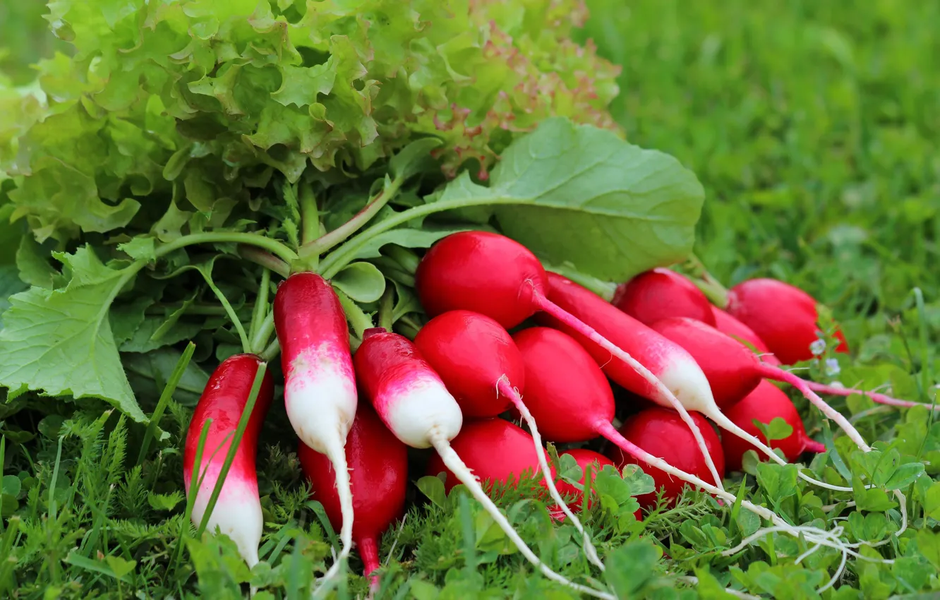 Photo wallpaper greens, summer, nature, harvest, vitamins, delicious, cottage, radishes