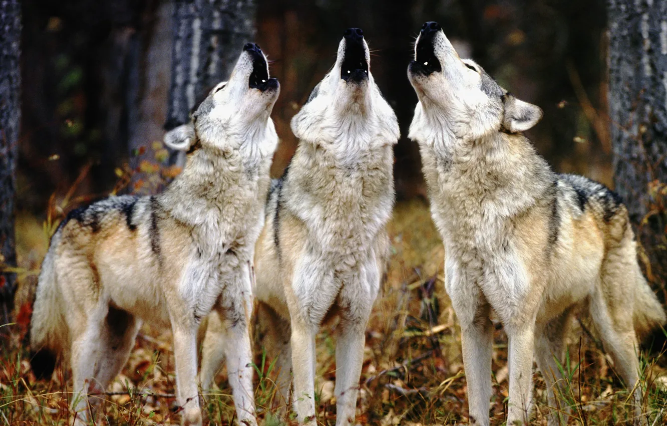 Photo wallpaper wolves, three, howl