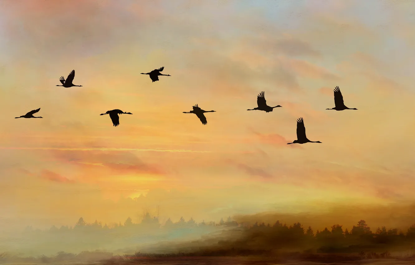 Photo wallpaper the sky, flight, sunset, birds, pack, silhouettes, cranes