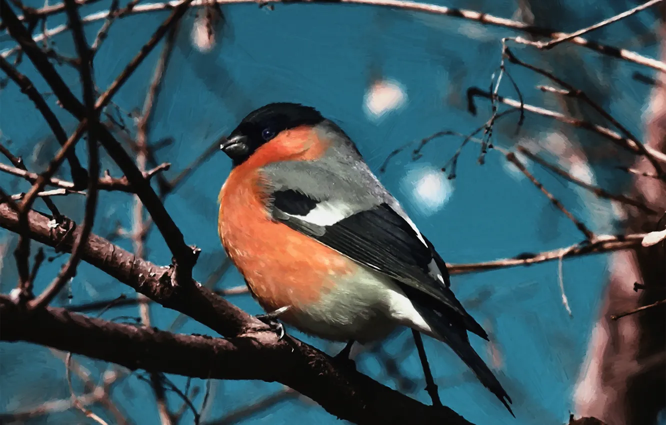 Photo wallpaper trees, branch, bird, art, Sunny, bullfinch