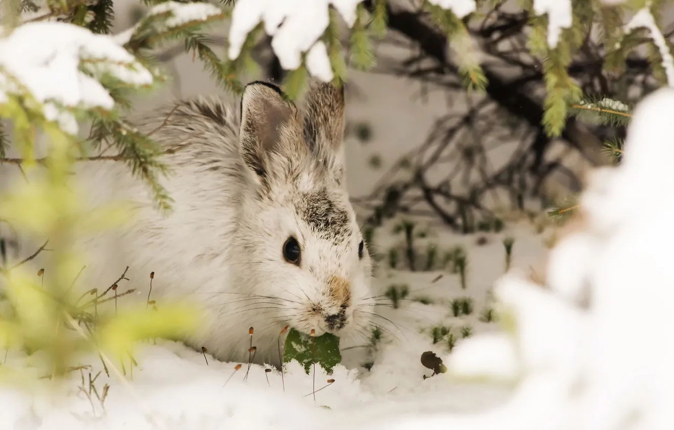 Photo wallpaper snow, background, rabbit
