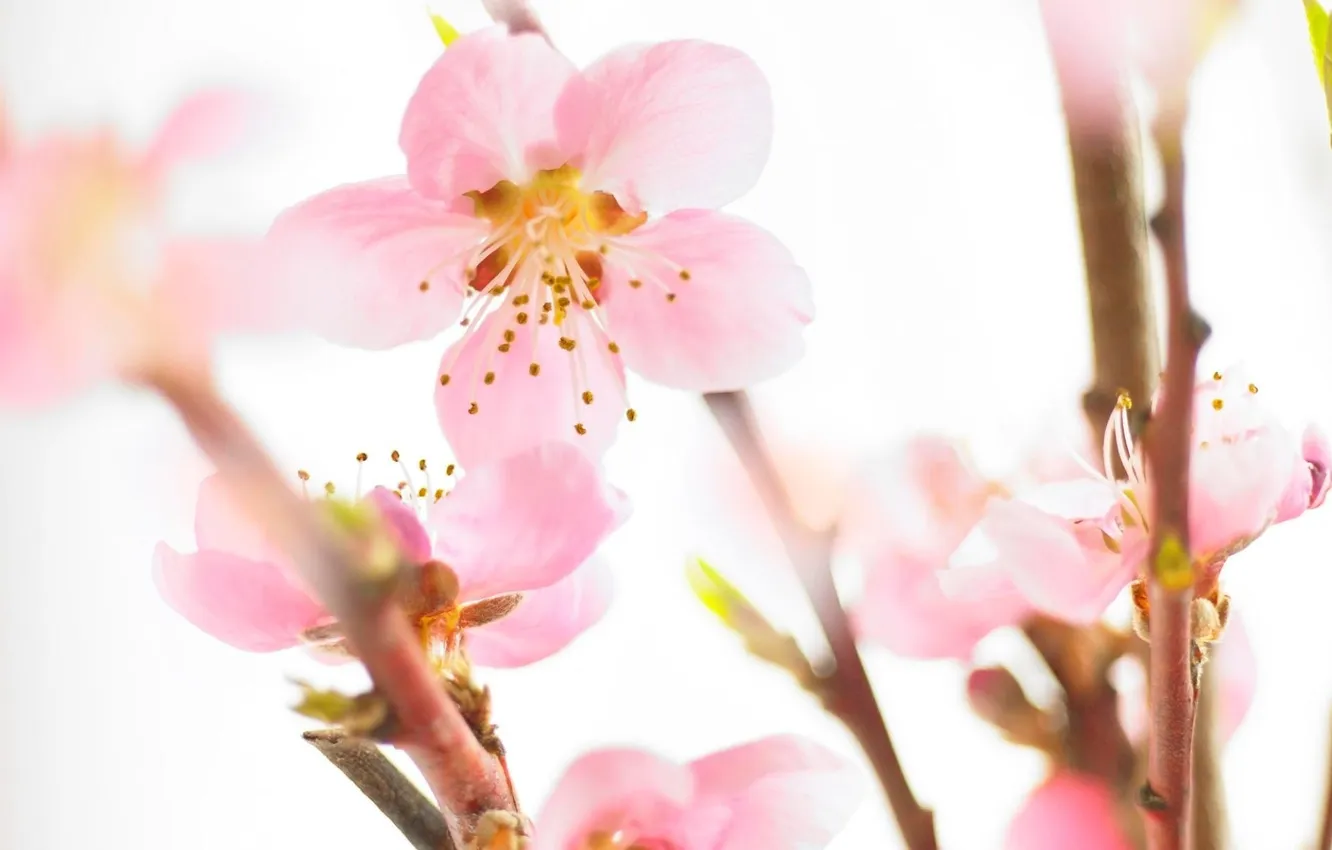 Photo wallpaper flowers, Sakura, gentle, pink
