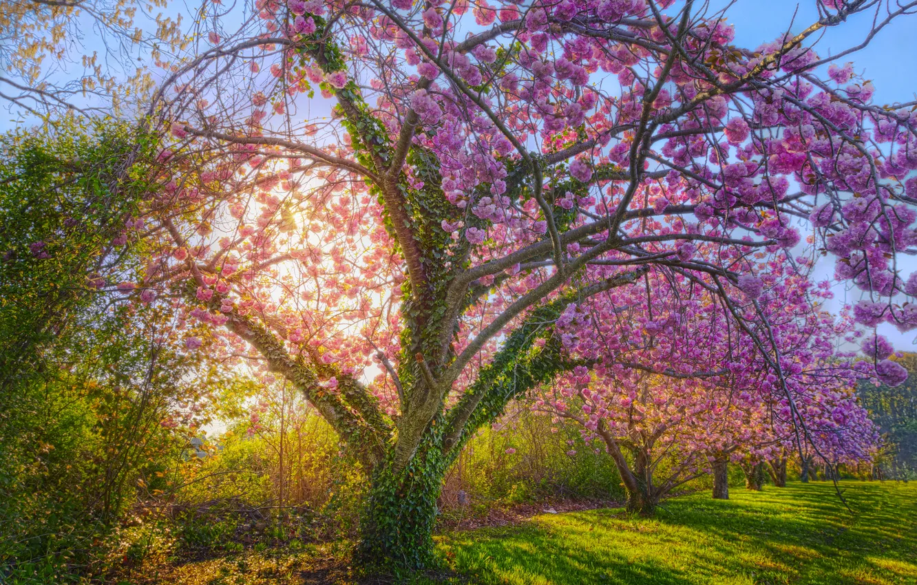 Photo wallpaper greens, grass, leaves, the sun, trees, flowers, spring, garden