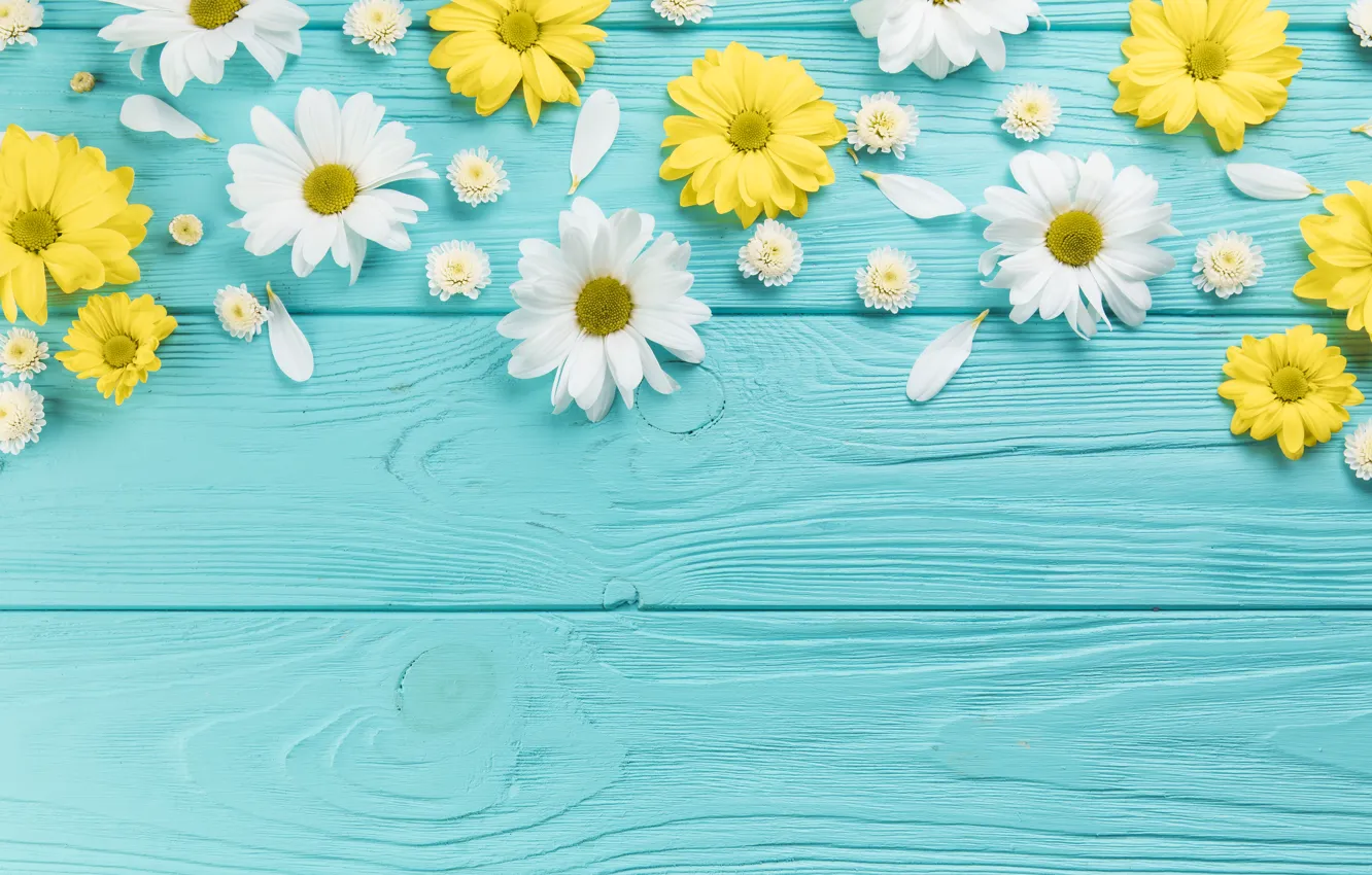 Photo wallpaper flowers, yellow, chamomile, white, white, wood, blue, flowers