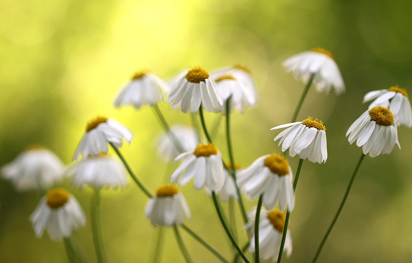 Photo wallpaper flowers, background, chamomile, blur, white