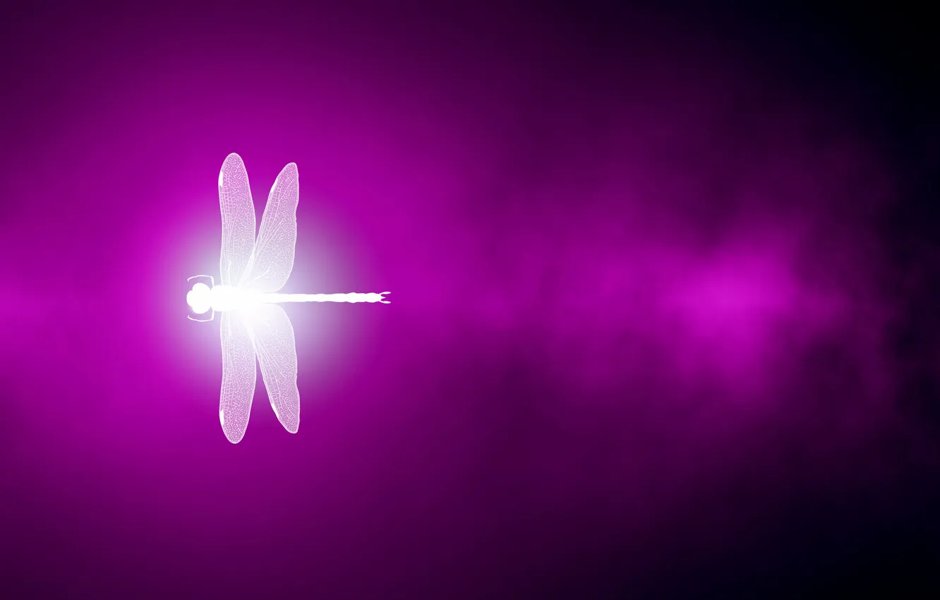 Photo wallpaper light, white, dragonfly, purple