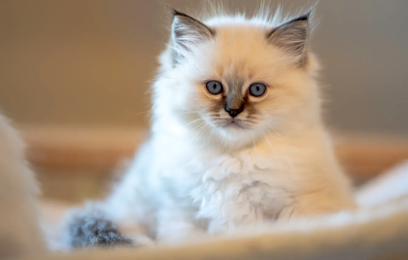 Photo wallpaper cat, white, look, pose, kitty, fluffy, muzzle, sitting