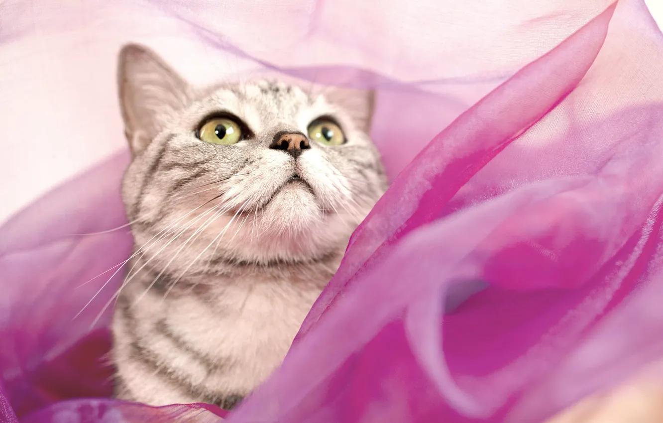 Photo wallpaper cat, cat, look, pose, portrait, fabric, pink, face