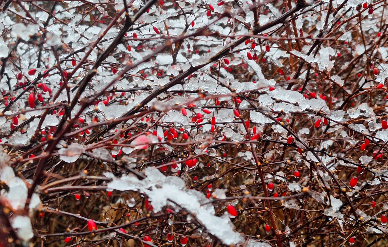 Photo wallpaper Snow, fruit, Krzak