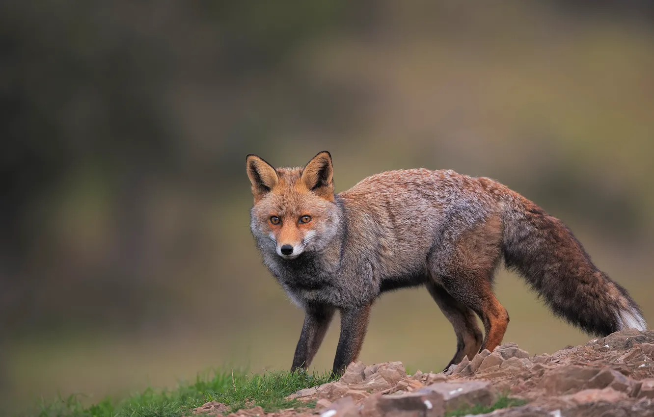 Photo wallpaper nature, background, Fox, Fox