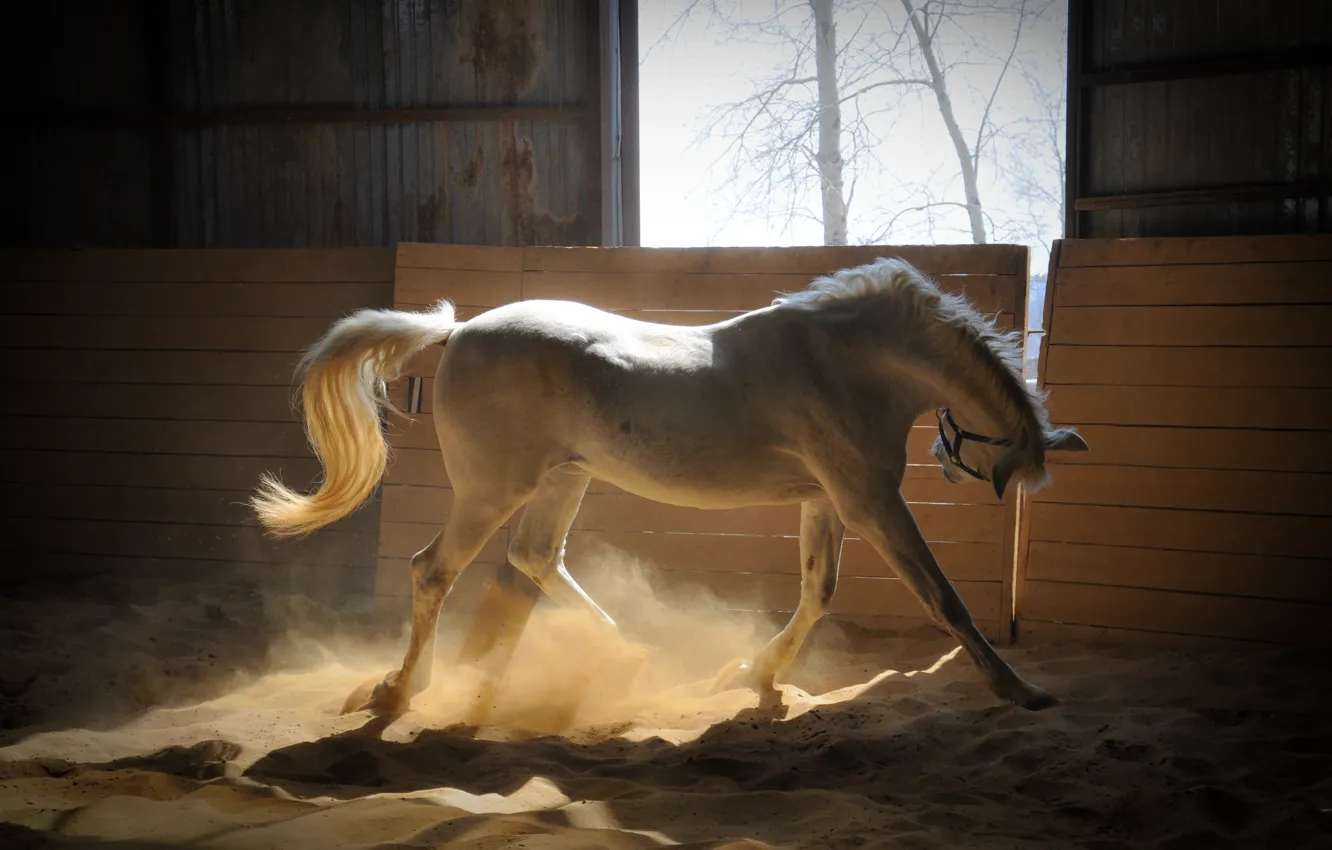 Photo wallpaper sand, Horse, white, the rays of the sun, corral