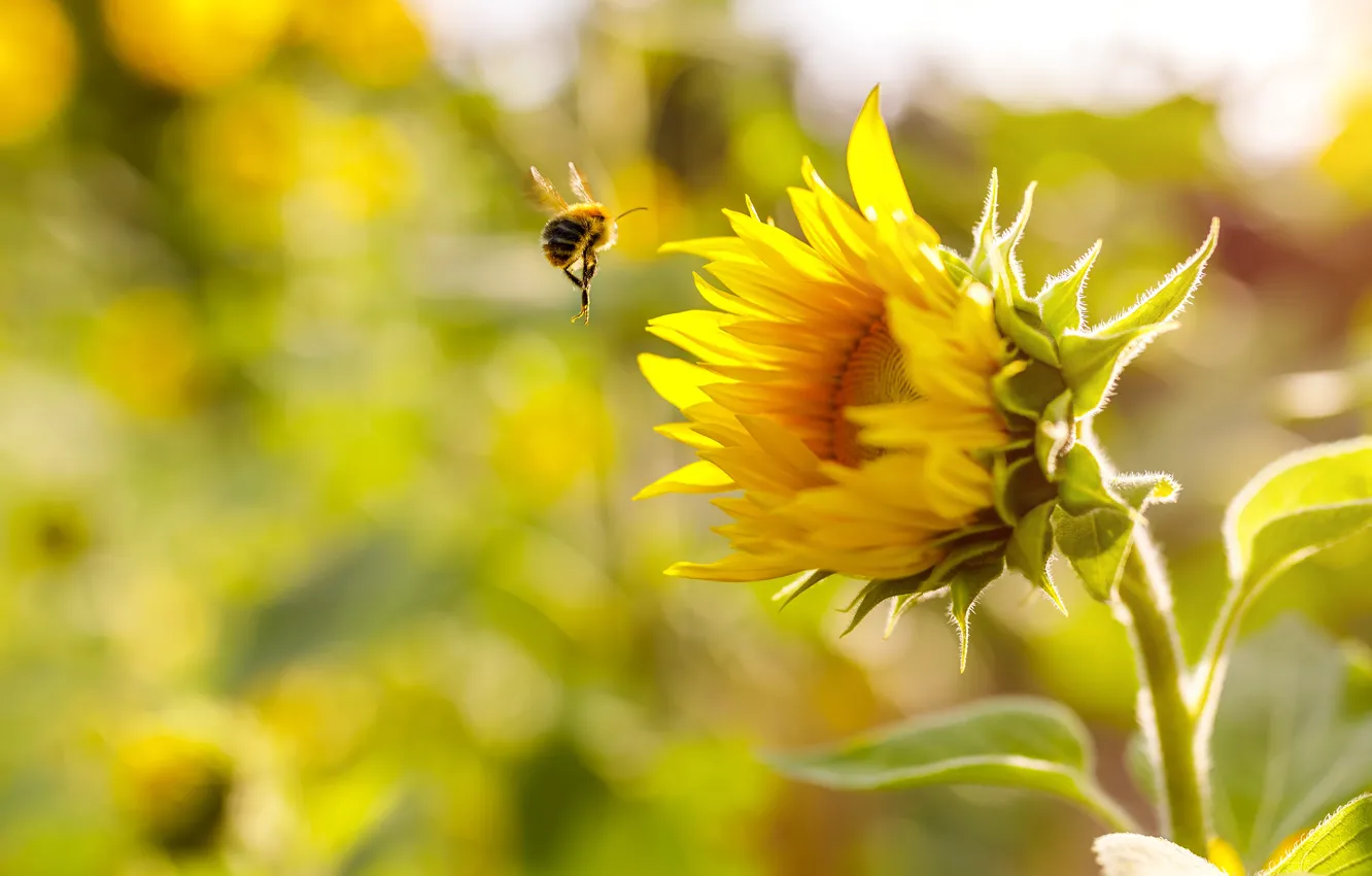 Photo wallpaper flower, summer, light, yellow, bee, sunflower, bokeh