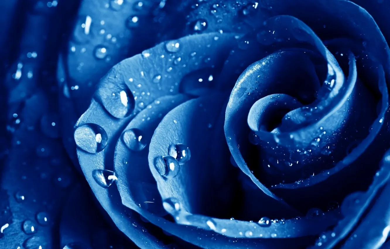 Photo wallpaper drops, blue, rose