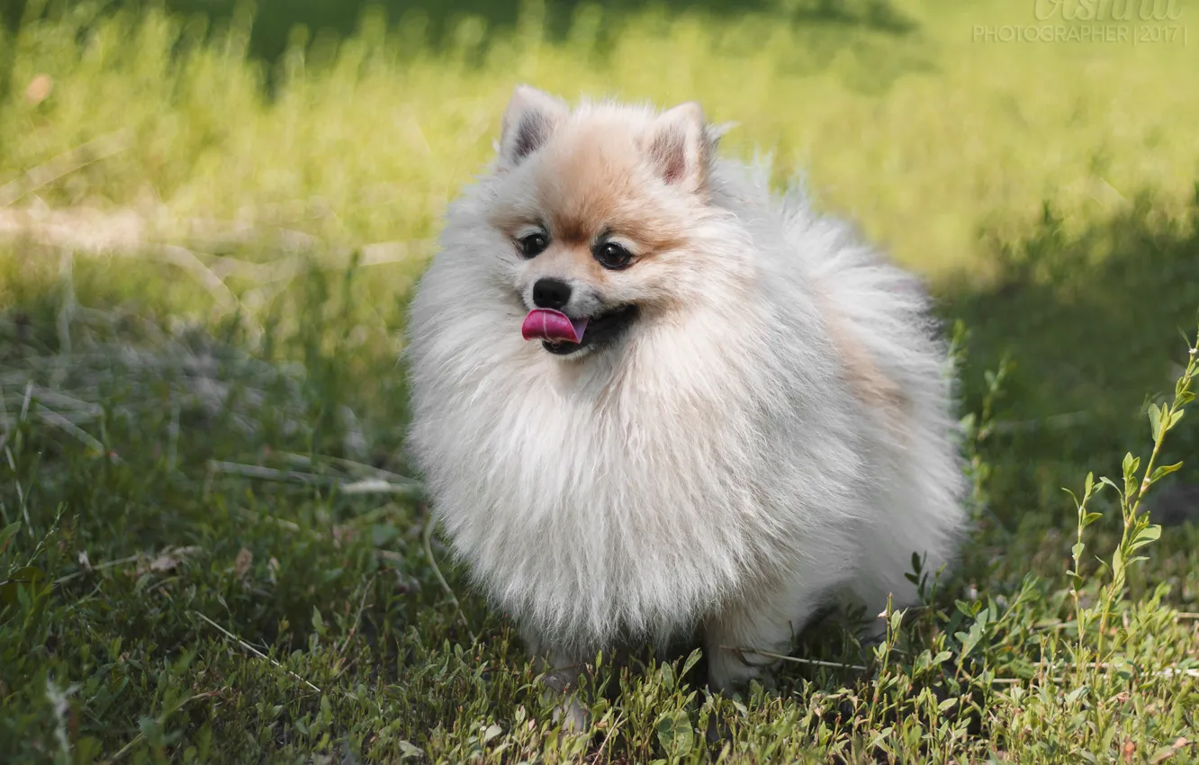 Photo wallpaper grass, look, dog, fluffy, puppy, dog, Spitz, fluffy dog